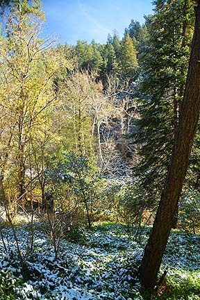 Forest Houses, November 2015